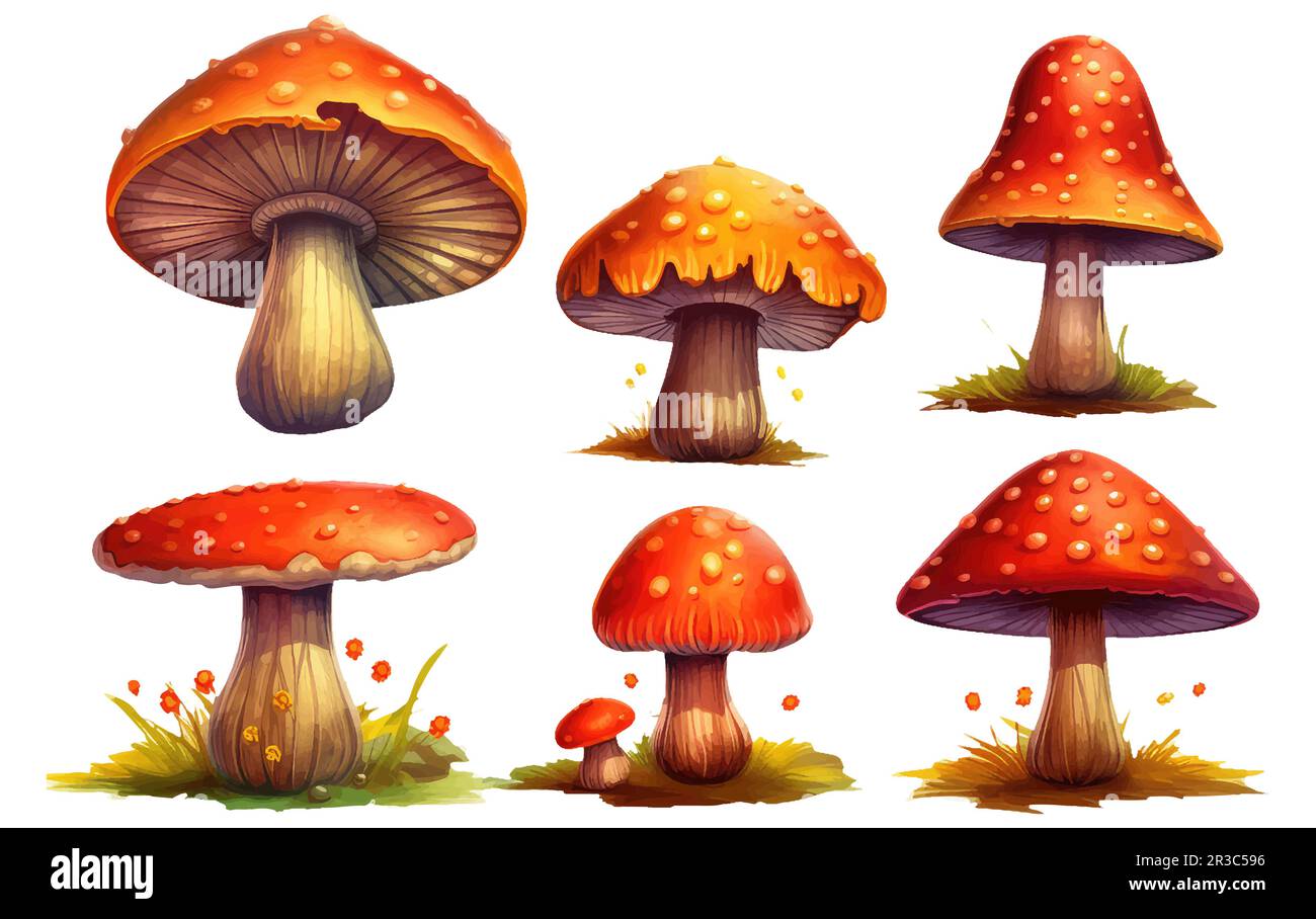 set vector illustration of forest red amanita isolated on white baclground cones acorns Stock Vector