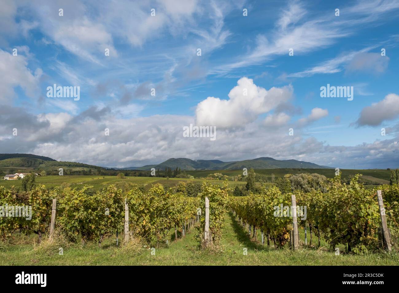 View over the vineyards to the Palatinate Forest Stock Photo