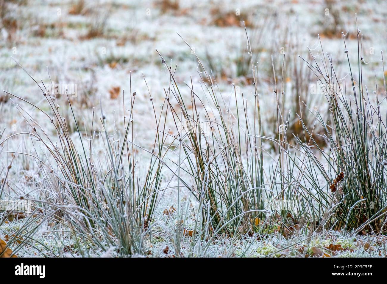 Rushes (Juncus) with hoarfrost Stock Photo