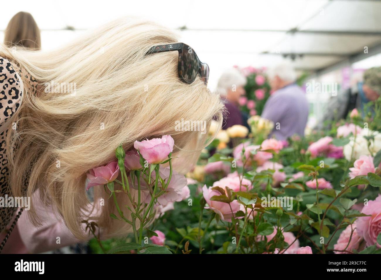 A lady smells the roses during the RHS Chelsea Flower Show, at the Royal Hospital Chelsea, London. Picture date: Tuesday May 23, 2023. Stock Photo
