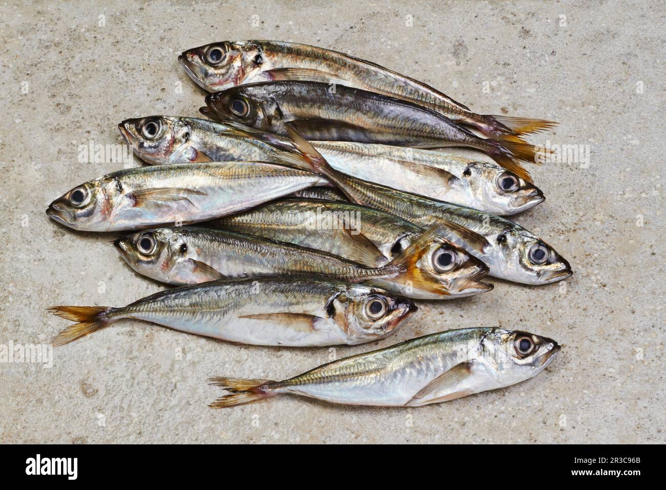 Several mackerel on a concrete surface Stock Photo