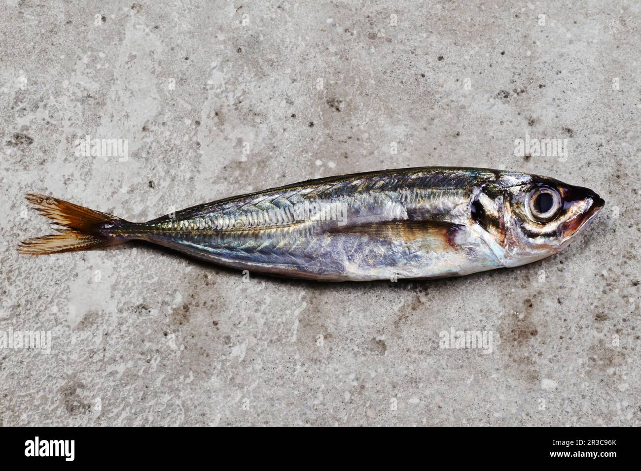 One mackerel on concrete surface Stock Photo