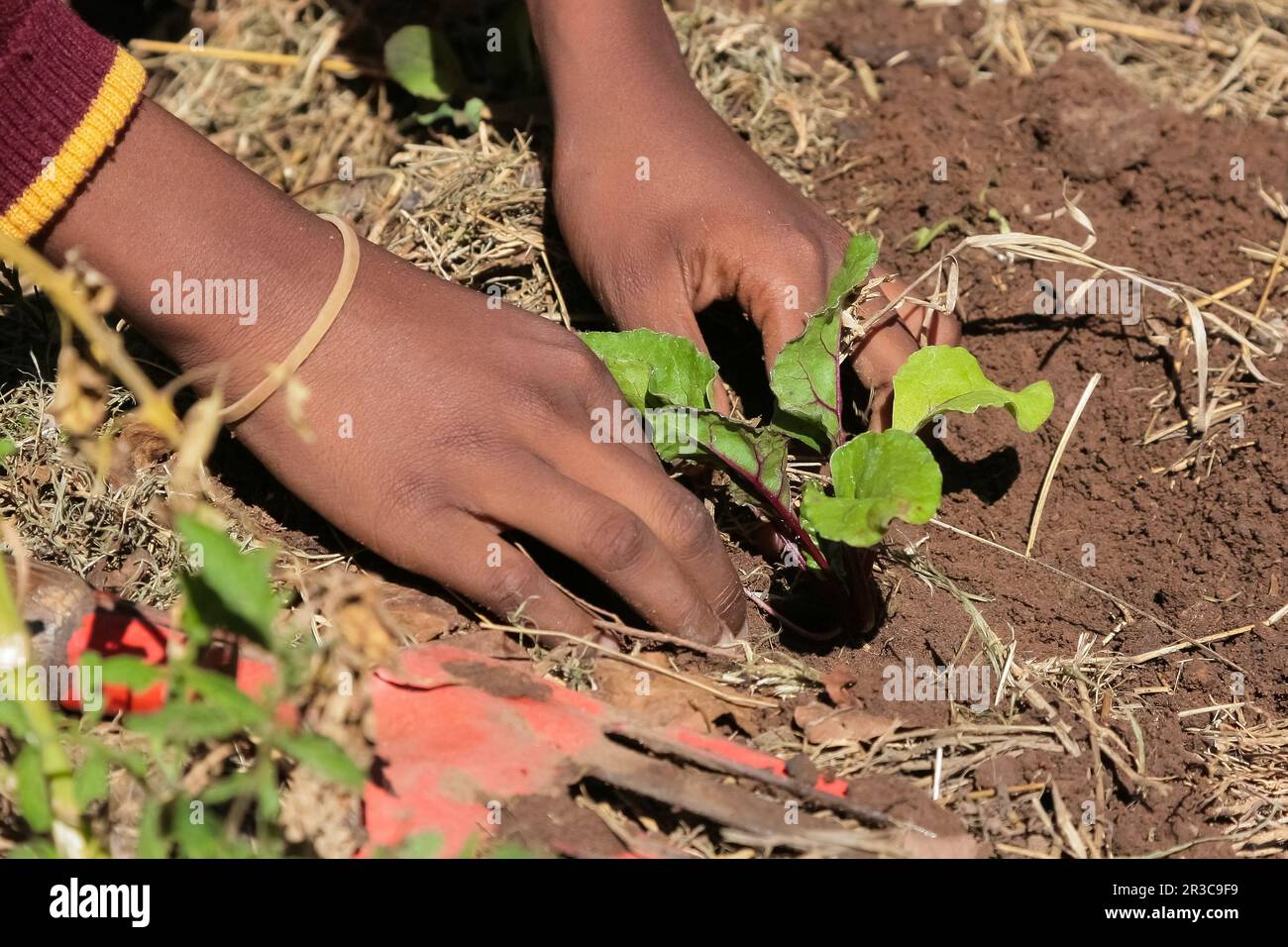 Close up of African child hands planting vegetables in soil Stock Photo