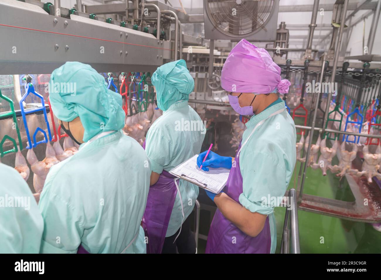 QC check chicken meat quality in poultry process line Stock Photo Alamy