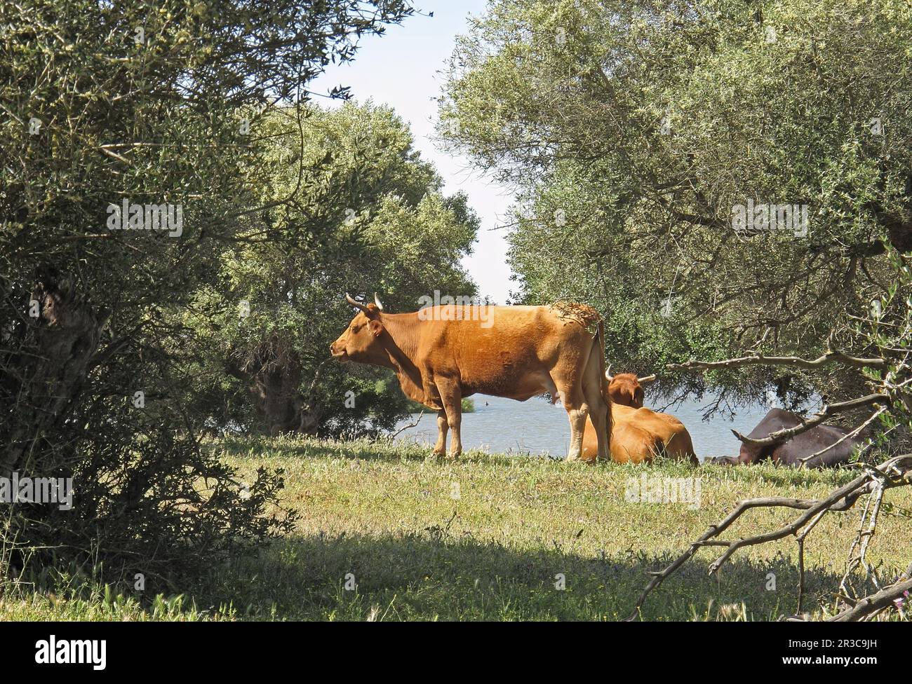 domestic cattle in olive grove by lagoon  Coto Donana, Spain               May Stock Photo