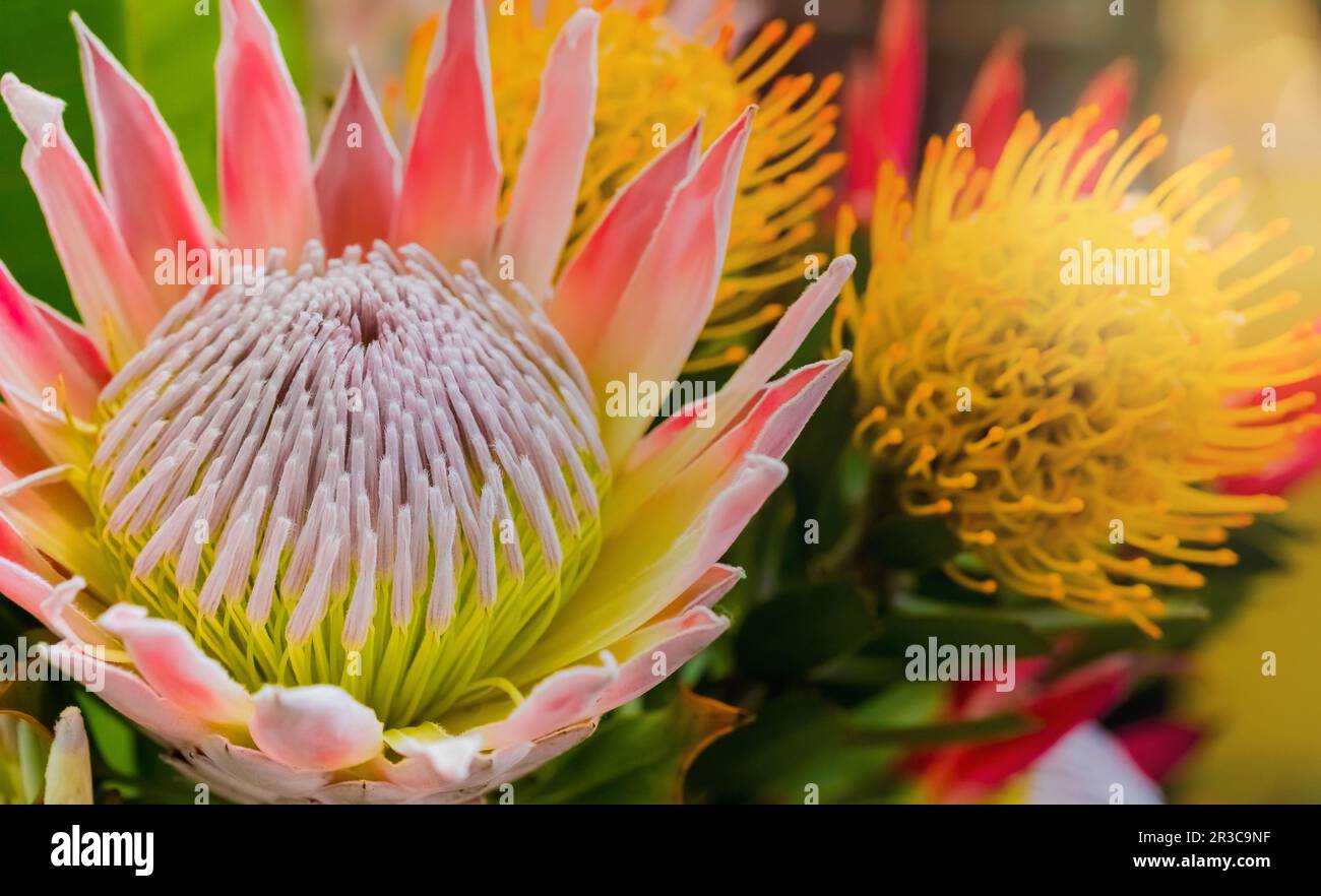 Bright colored King Protea from the Fynbos of Cape Town South Africa Stock Photo