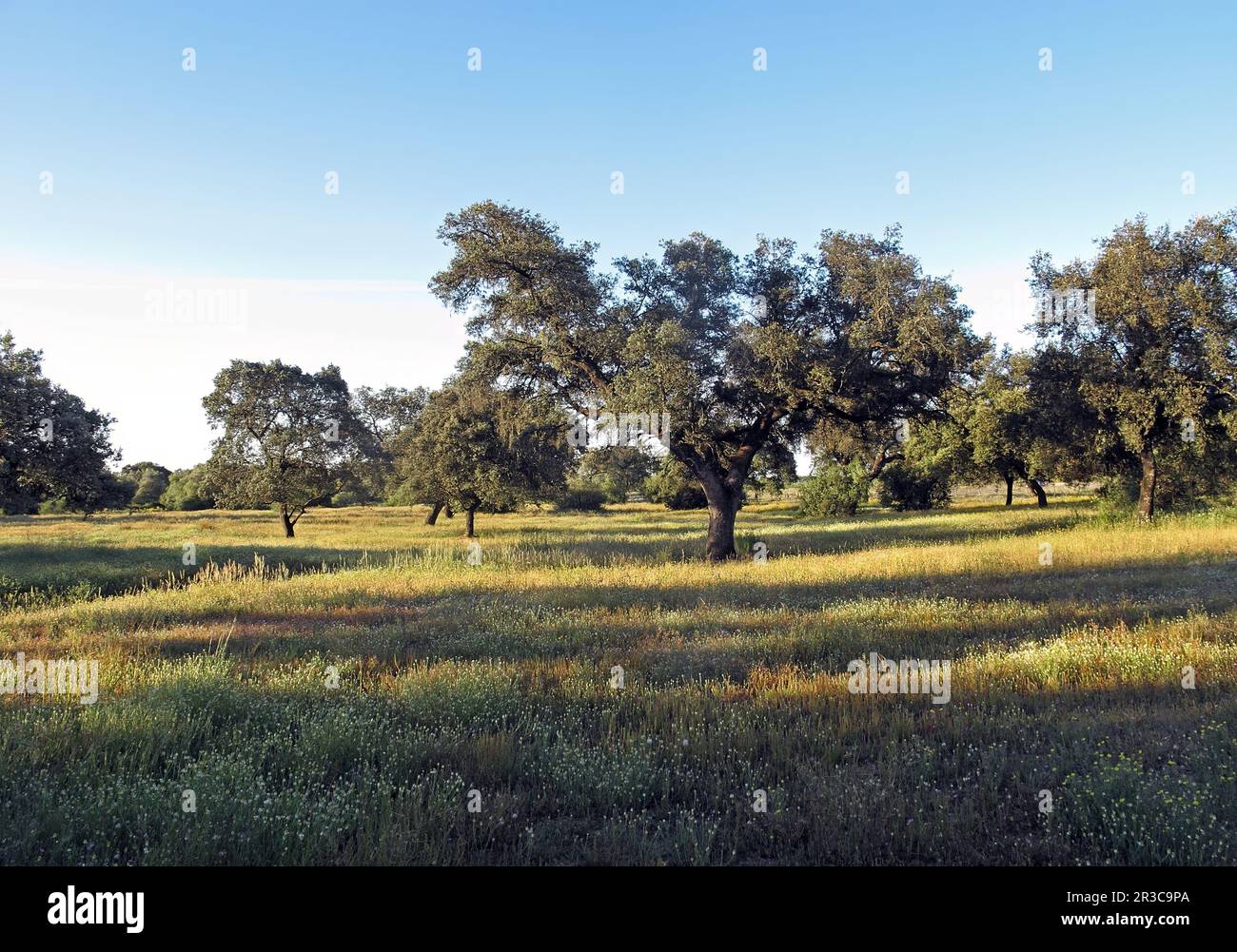 Holm oaks growing in open woodland  Coto Donana,  Spain                 May Stock Photo