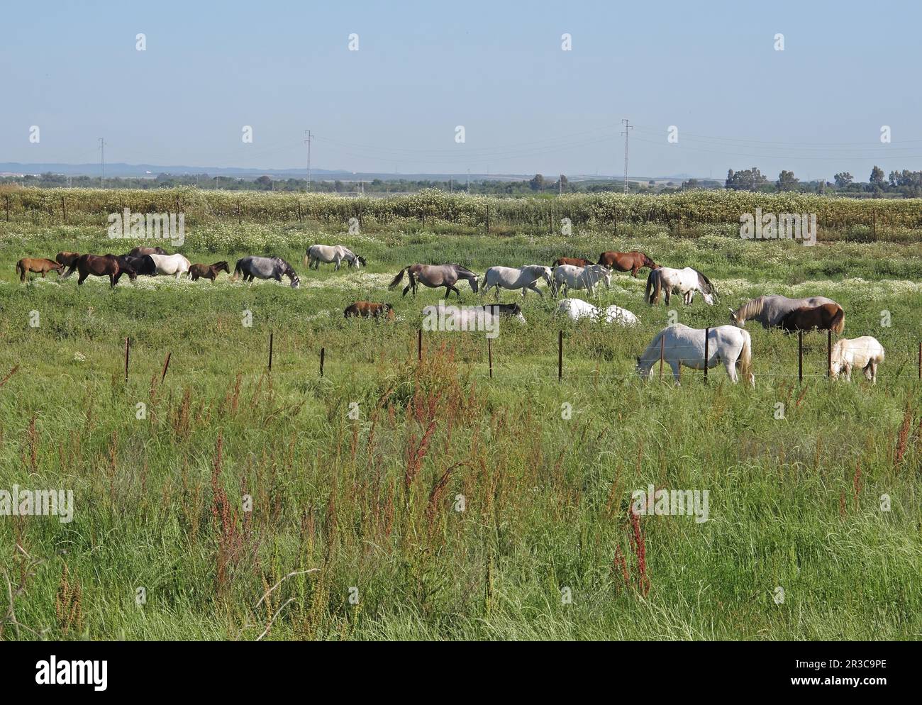 heard of horses in fleld  Coto Donana, Spain     May Stock Photo