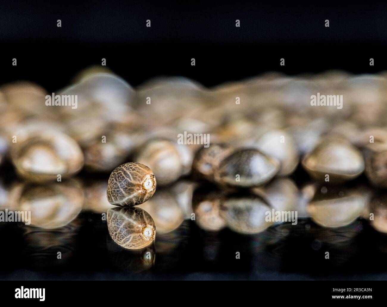Macro Close-up Focus of Cannabis Marijuana Seeds on a reflective black background Stock Photo