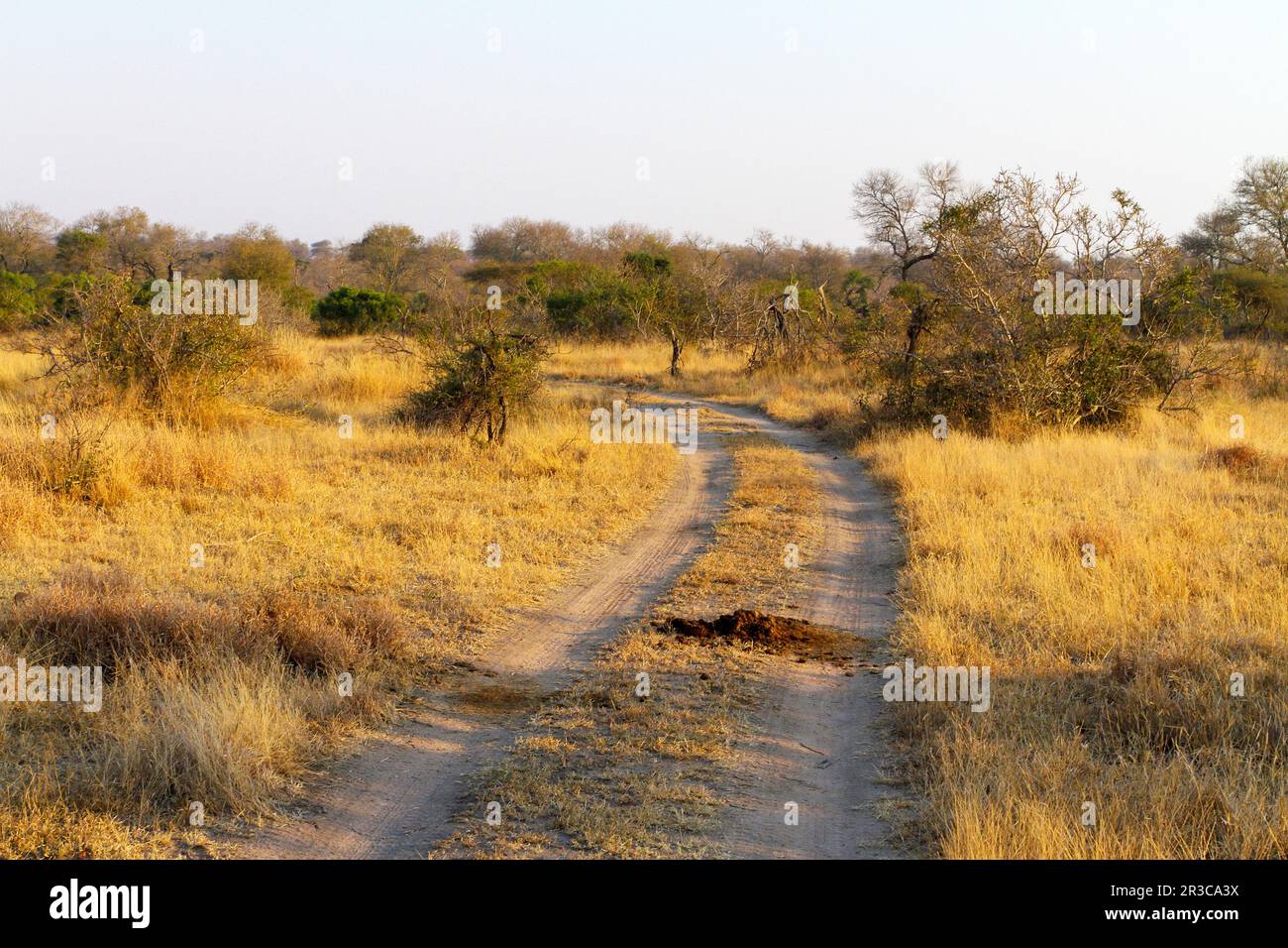 Dirt road in South African Game Reserve Stock Photo