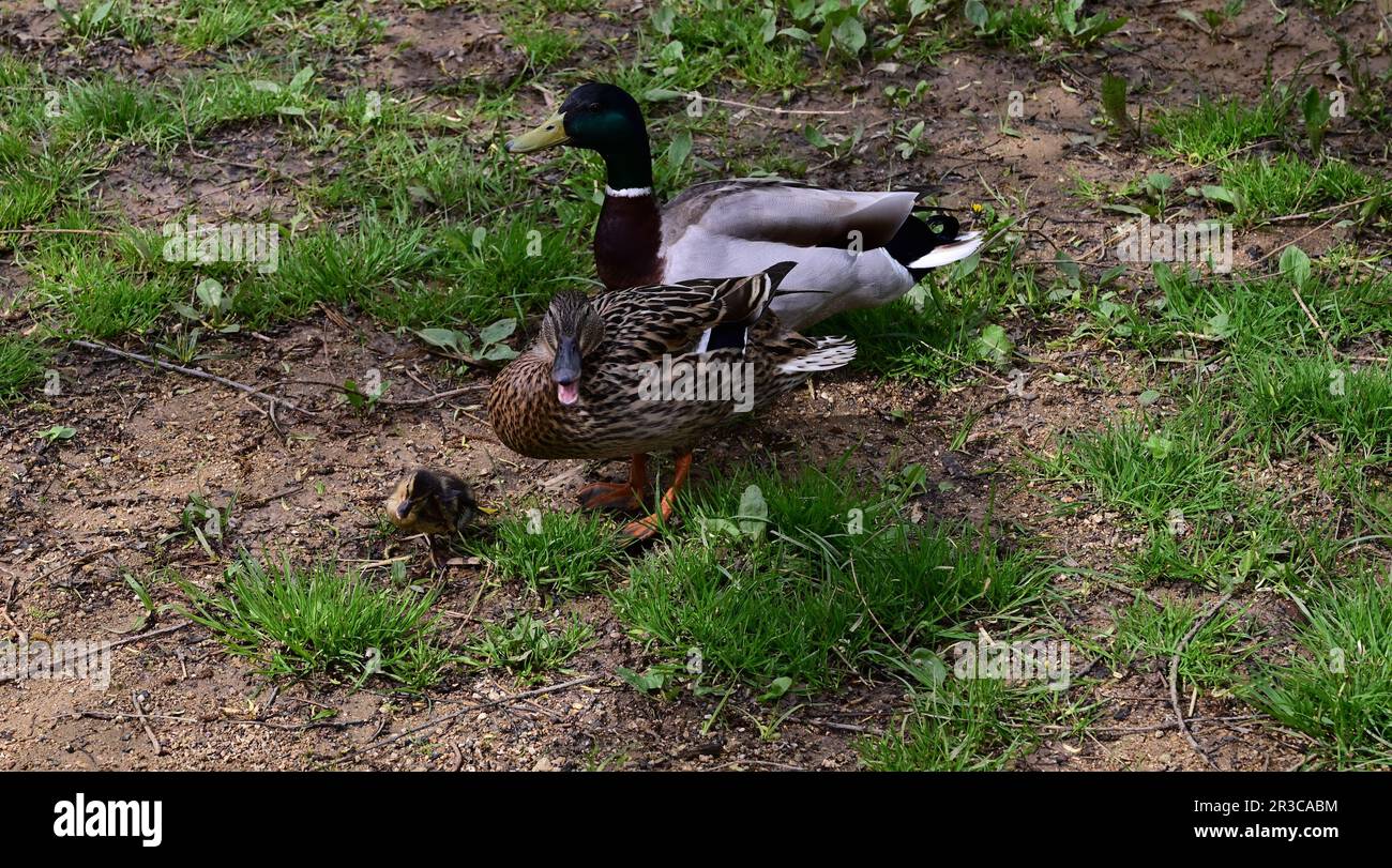 YOUTH Mallard Short - Bark