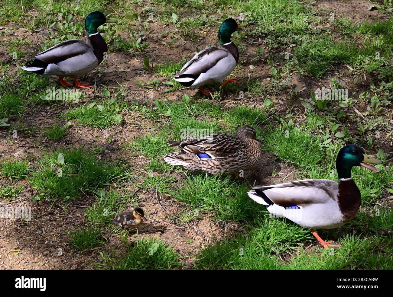YOUTH Mallard Short - Bark main image 1
