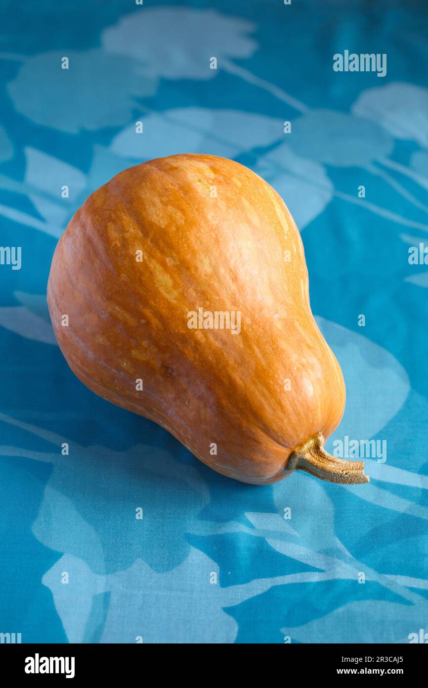 Fresh butternut squash on the grey background. Butternut Pumpkin. Halves of raw orange pumpkin. Cont Stock Photo