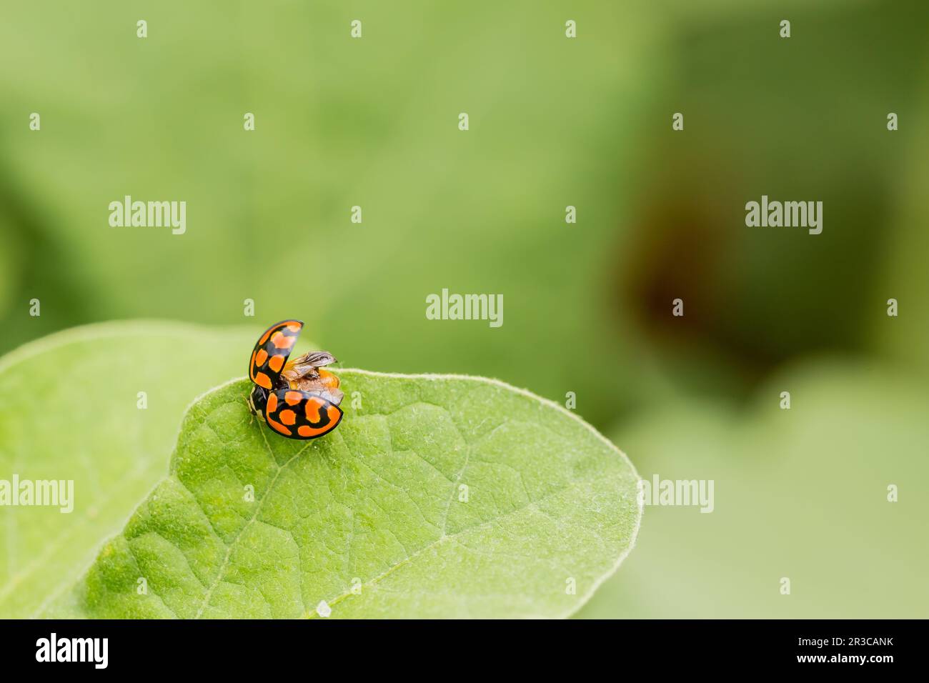 Macro Orange Ladybug close up on a green leaf Stock Photo