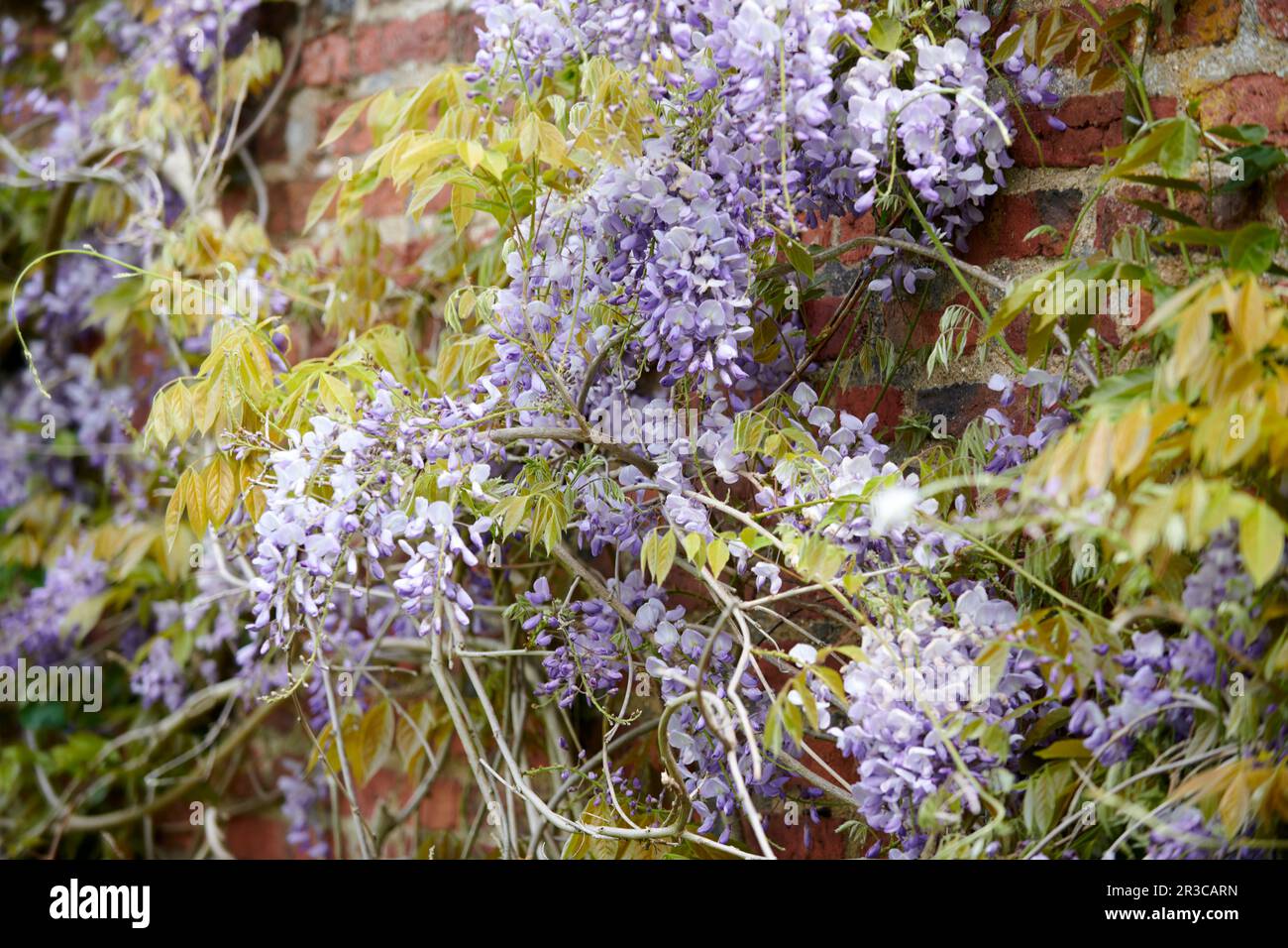 Wisteria sinensis vine growing in an Elizabethan Garden in the summer sunshine. Stock Photo