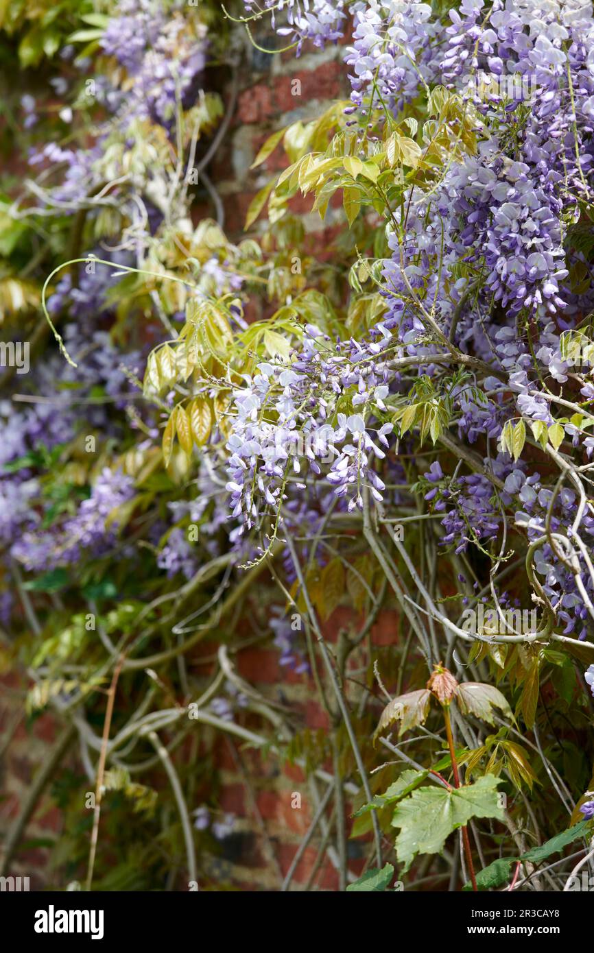 Wisteria sinensis vine growing in an Elizabethan Garden in the summer sunshine. Stock Photo