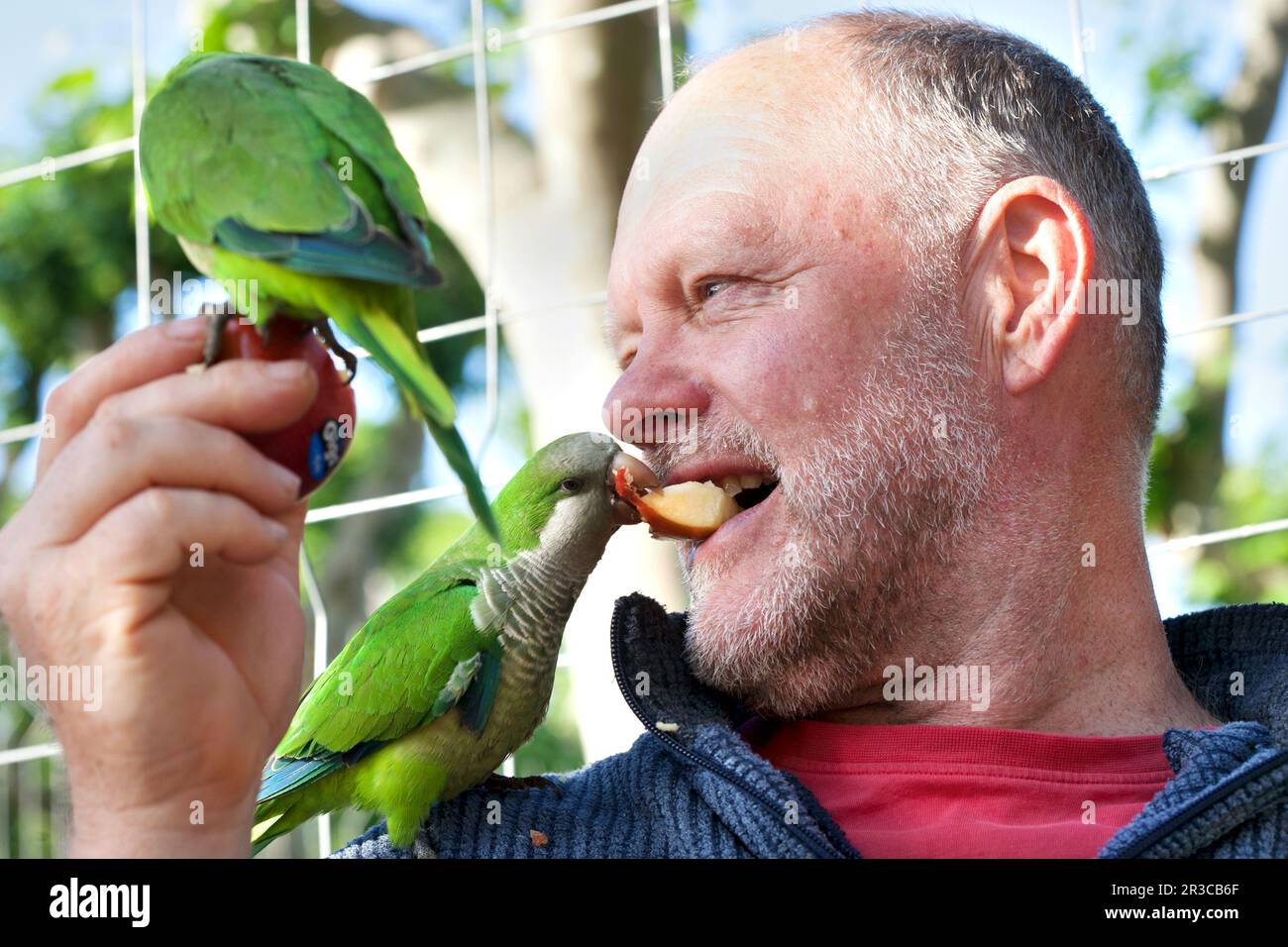 A parakeet eating apple from a man's mouth Stock Photo Alamy