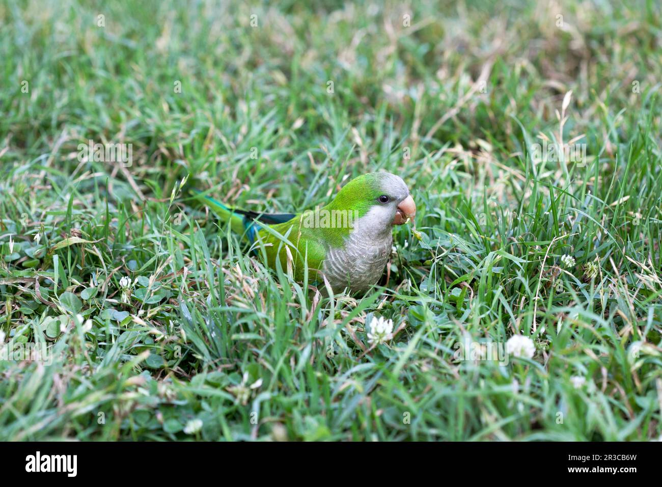 Parakeet feeding on the grass, Barcelona. Stock Photo