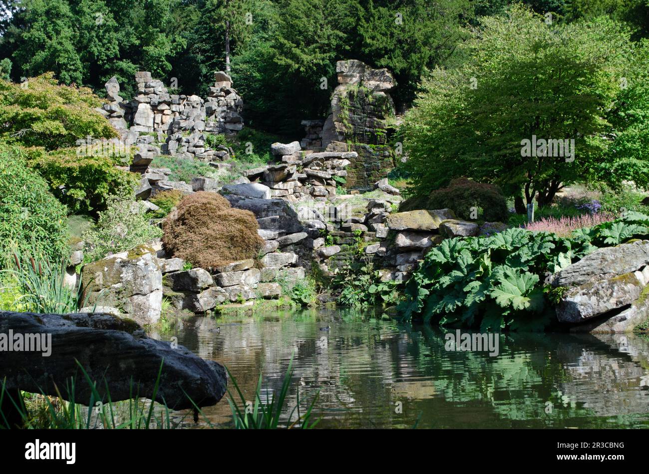 Still pool in rock garden with Gunnera and trees behind Stock Photo