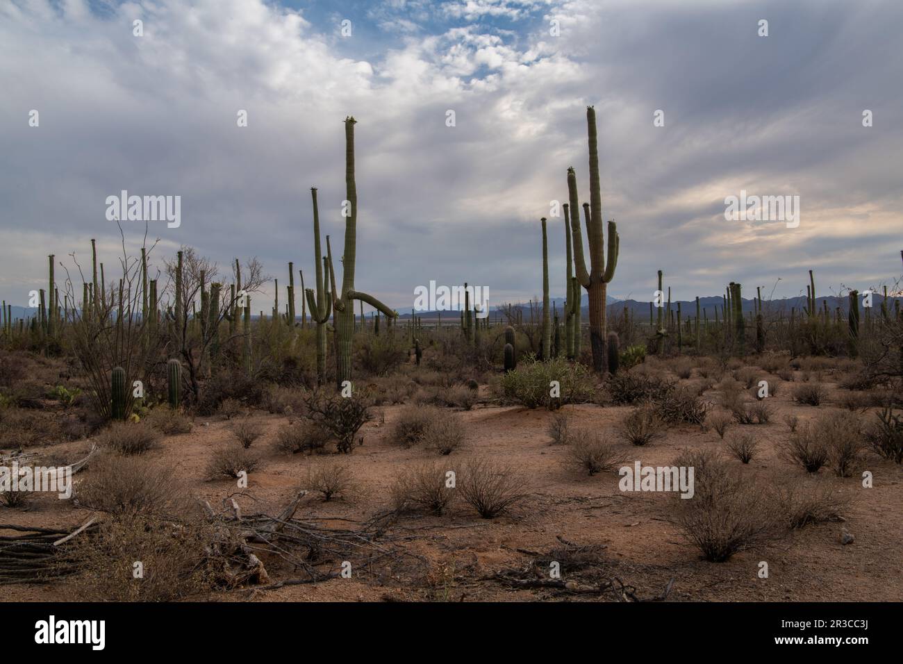 Saguaro cactus forest in Sonoran Desert Stock Photo - Alamy