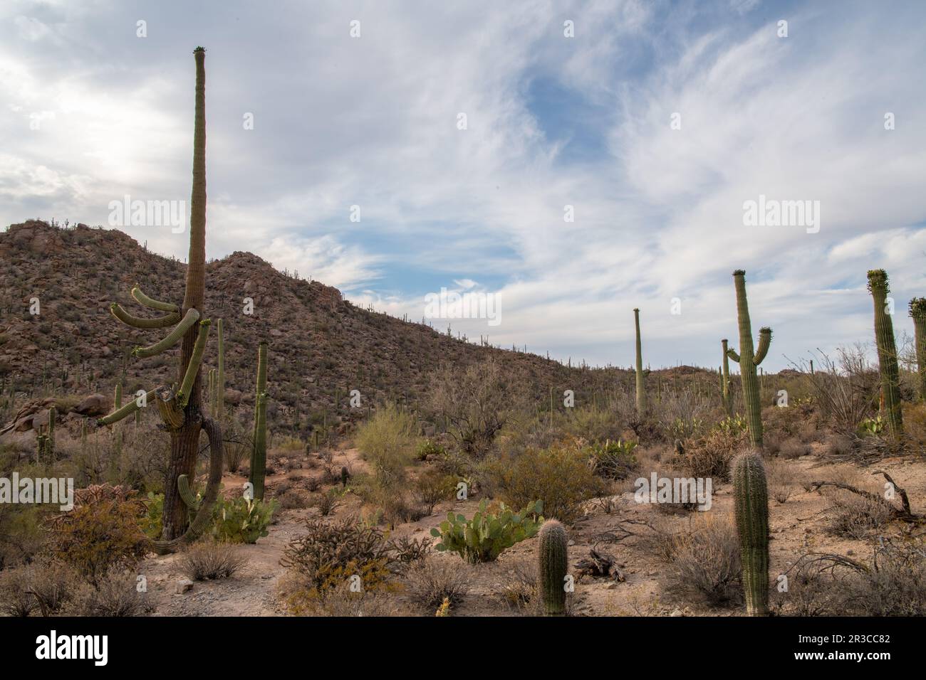 Saguaro cactus forest in Sonoran Desert Stock Photo - Alamy