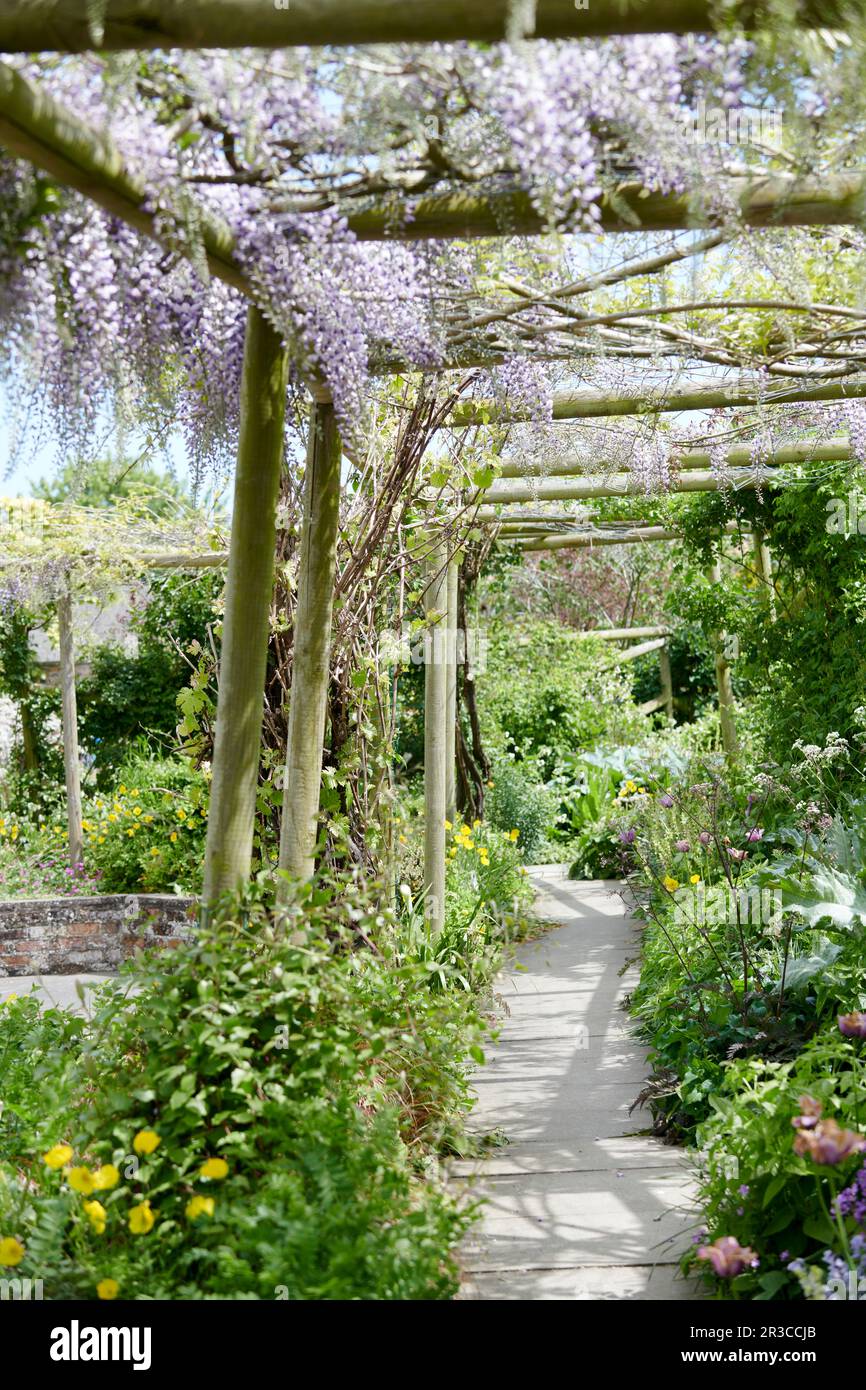 Wisteria sinensis vine growing on a wooden pergola in an Elizabethan Garden  in the summer sunshine Stock Photo - Alamy
