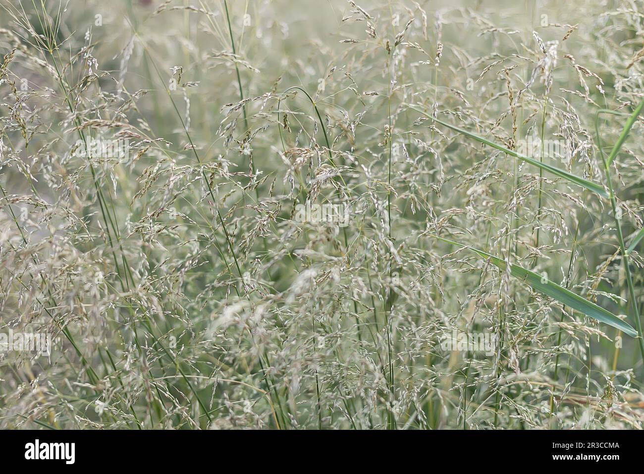 Real day charming summer field grass for romantic mood and composition Stock Photo