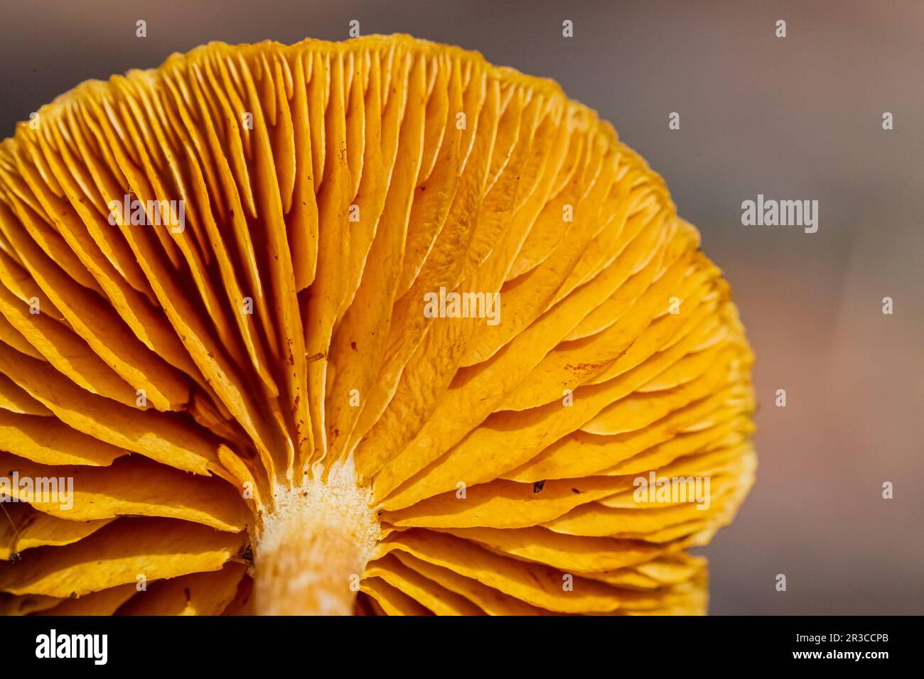 Close-up Mushrooms in a Pine Forest Plantation in Tokai Forest Cape Town Stock Photo