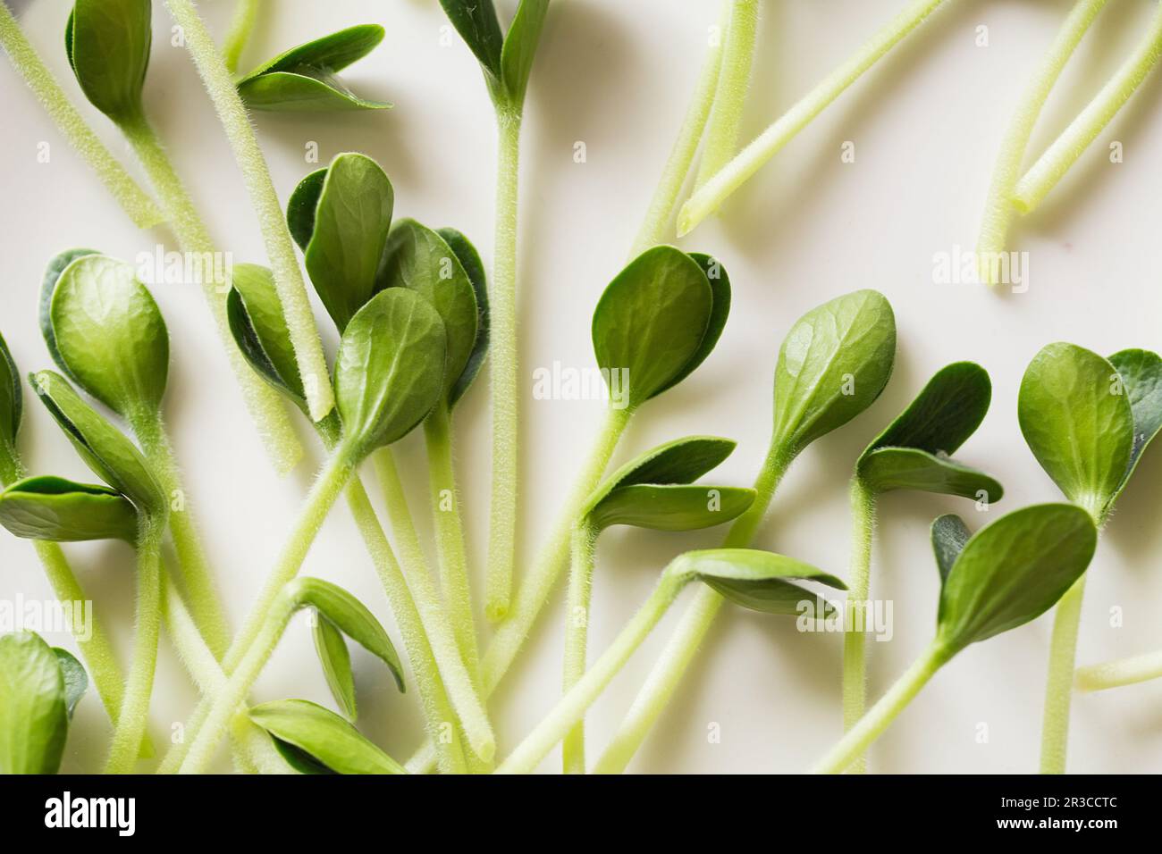 Pumpkin microgreens. Sprouting Microgreens. Seed Germination at home