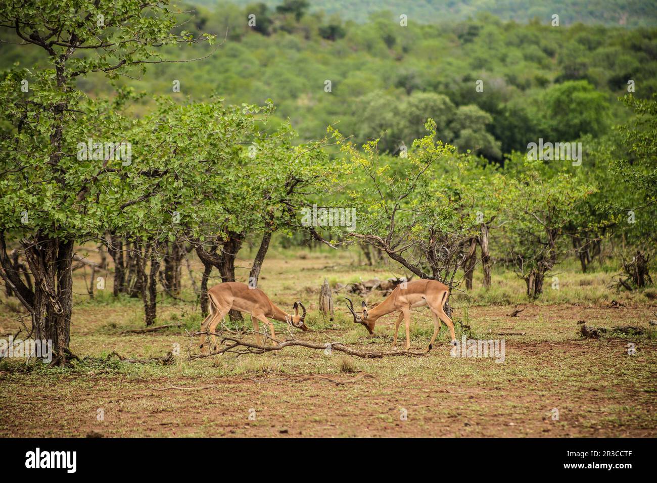 Impala Antelope Rams rucking in a South African wildlife reserve Stock ...
