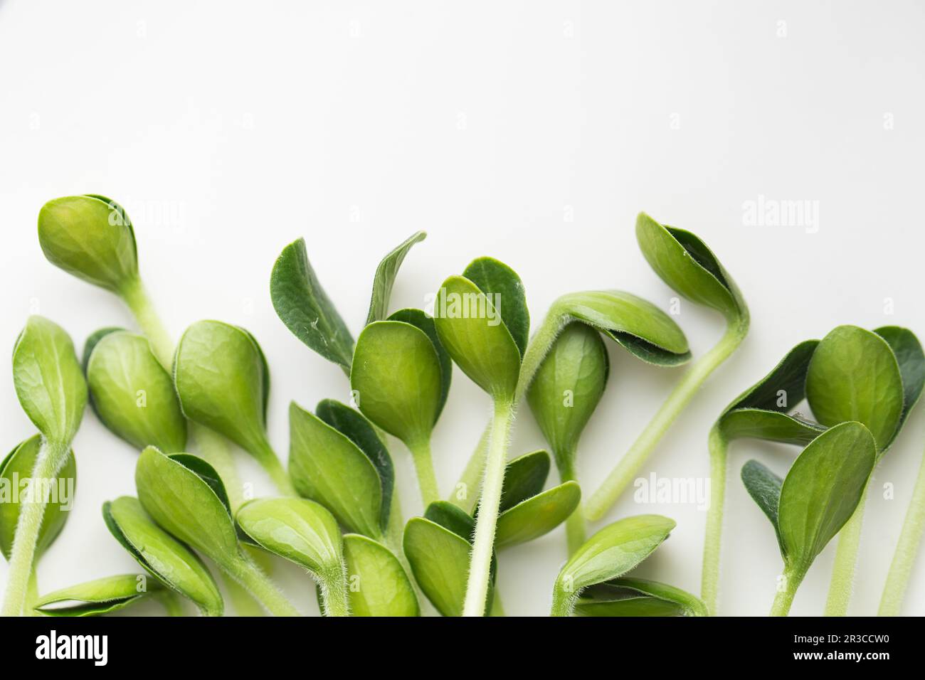 Pumpkin microgreens. Sprouting Microgreens. Seed Germination at home. Vegan and healthy eating