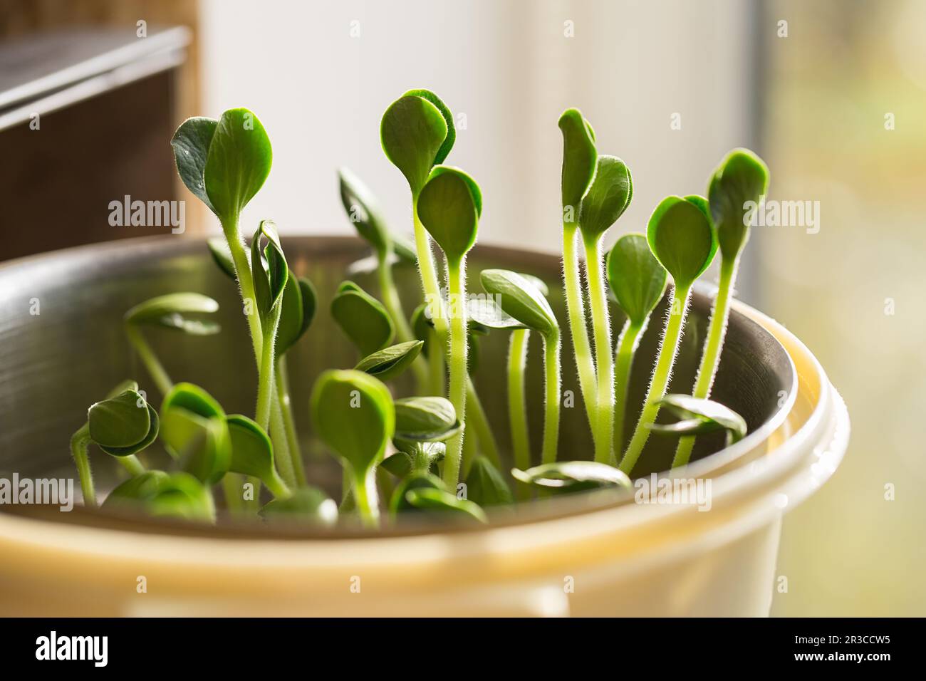 Pumpkin microgreens. Sprouting Microgreens. Seed Germination at home. Vegan and healthy eating