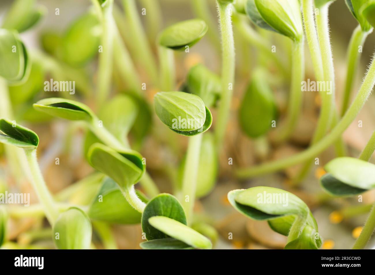 Pumpkin microgreens. Sprouting Microgreens. Seed Germination at home. Vegan and healthy eating conce Stock Photo