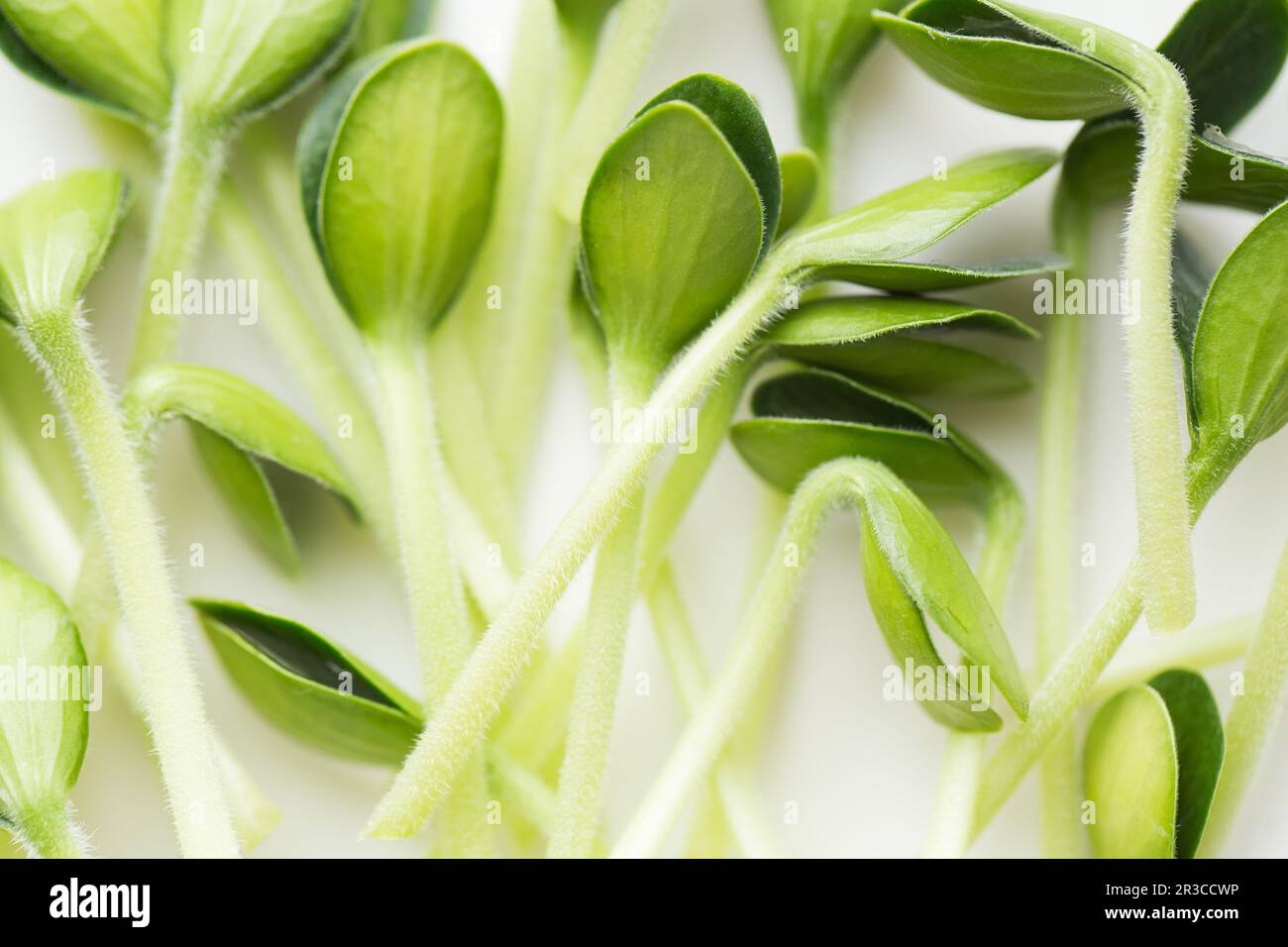 Pumpkin microgreens. Sprouting Microgreens. Seed Germination at home. Vegan and healthy eating conce Stock Photo