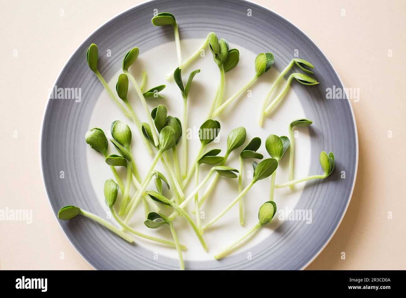 Pumpkin microgreens. Sprouting Microgreens. Seed Germination at home