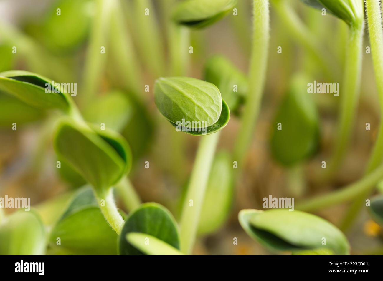 Pumpkin microgreens. Sprouting Microgreens. Seed Germination at home. Vegan and healthy eating