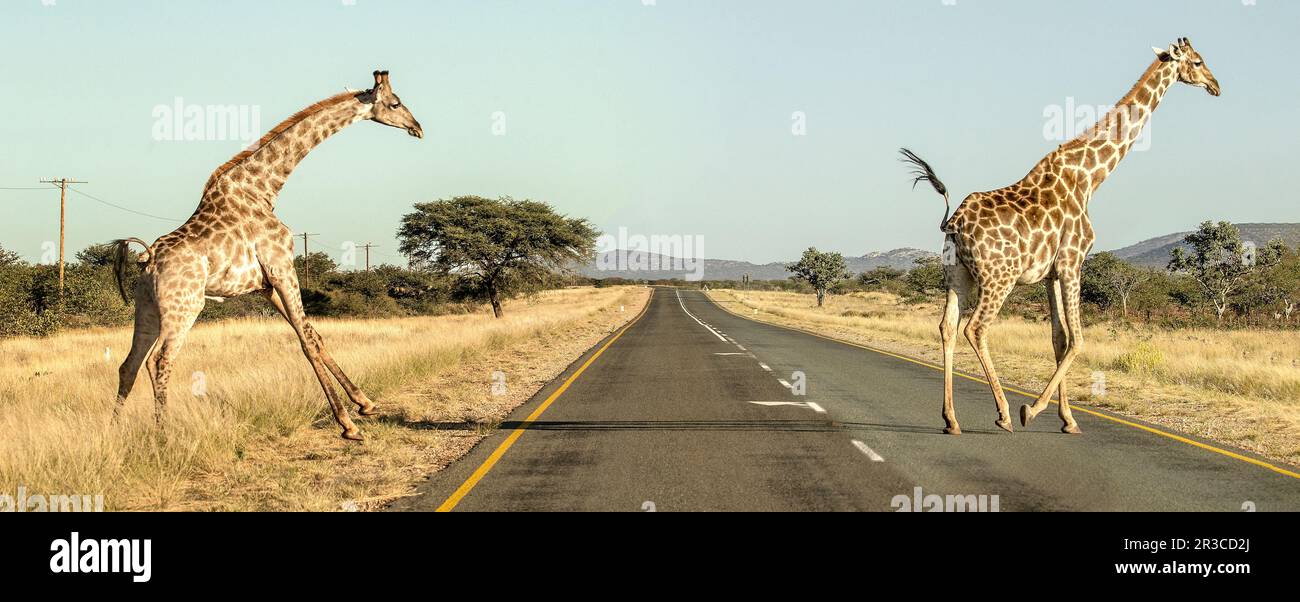 Two giraffes running to cross a long, straight, Namibian road. Stock Photo
