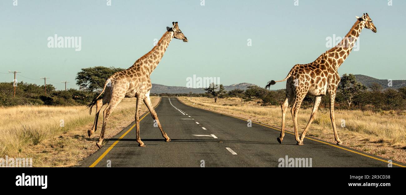 Two giraffes crossing hi-res stock photography and images - Alamy