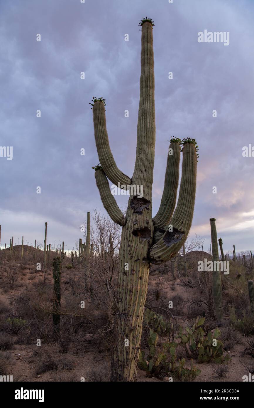 Saguaro cactus in the Sonoran desert Stock Photo - Alamy
