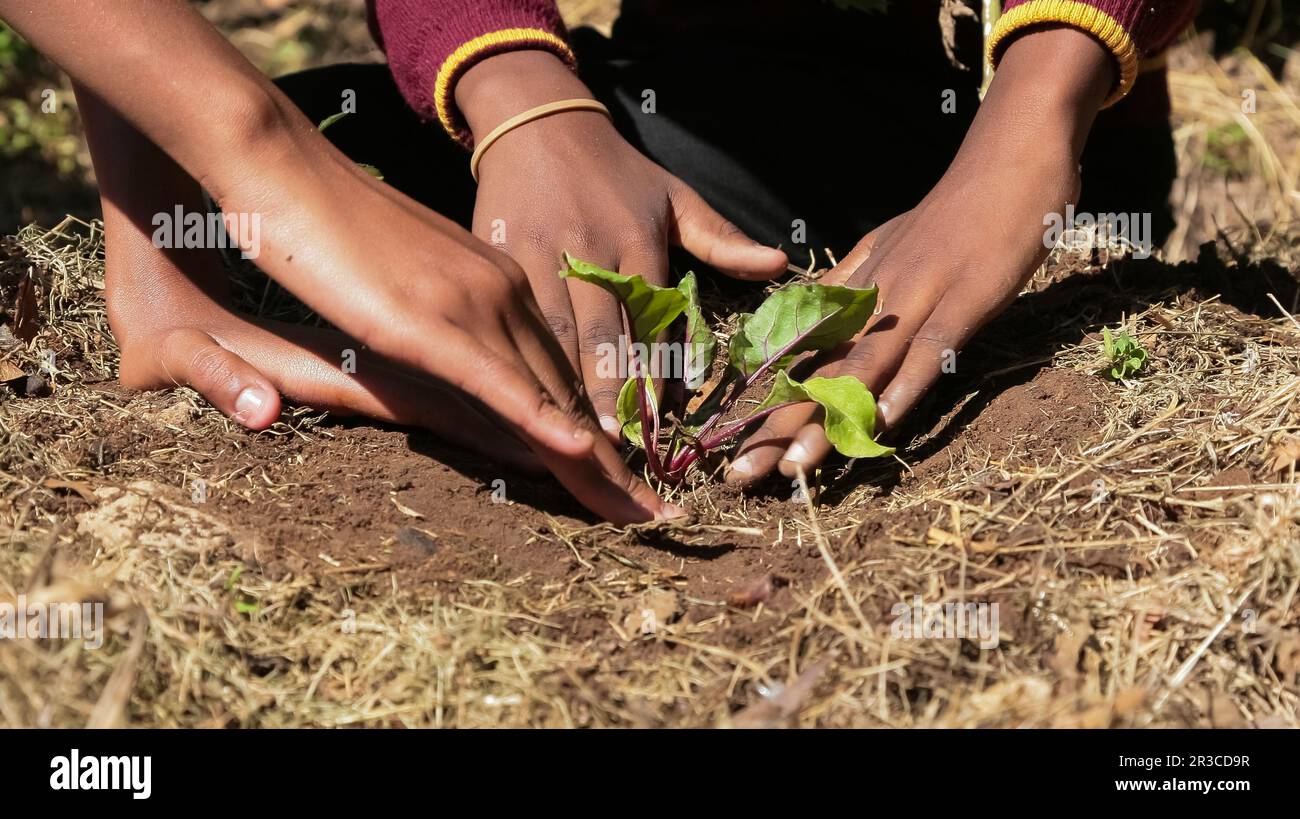 Close up of African child hands planting vegetables in soil Stock Photo ...