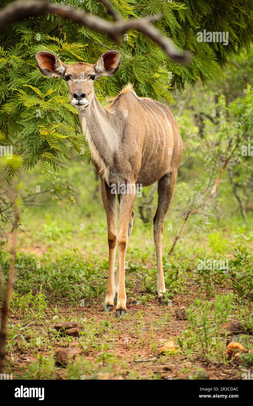 African Kudu Cow antelope in a South African wildlife reserve Stock Photo