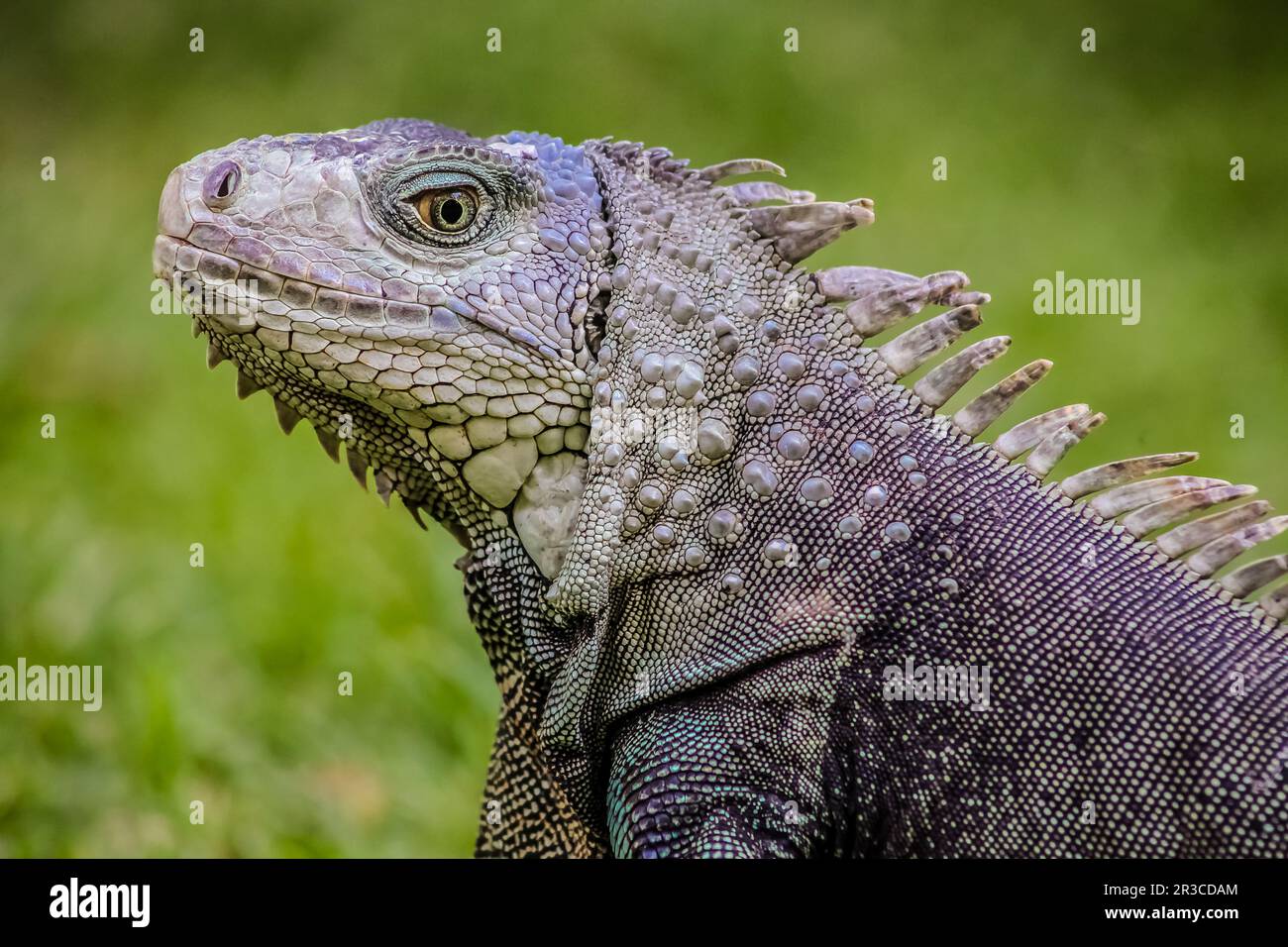 Close up of a Iguana, Harmless reptile, selective focus of a Lizard Stock Photo