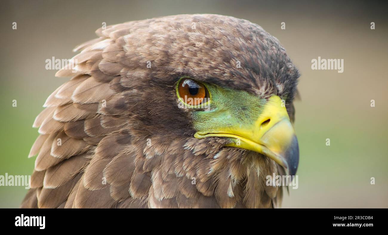 Brown eagle with a green and yellow beak Stock Photo
