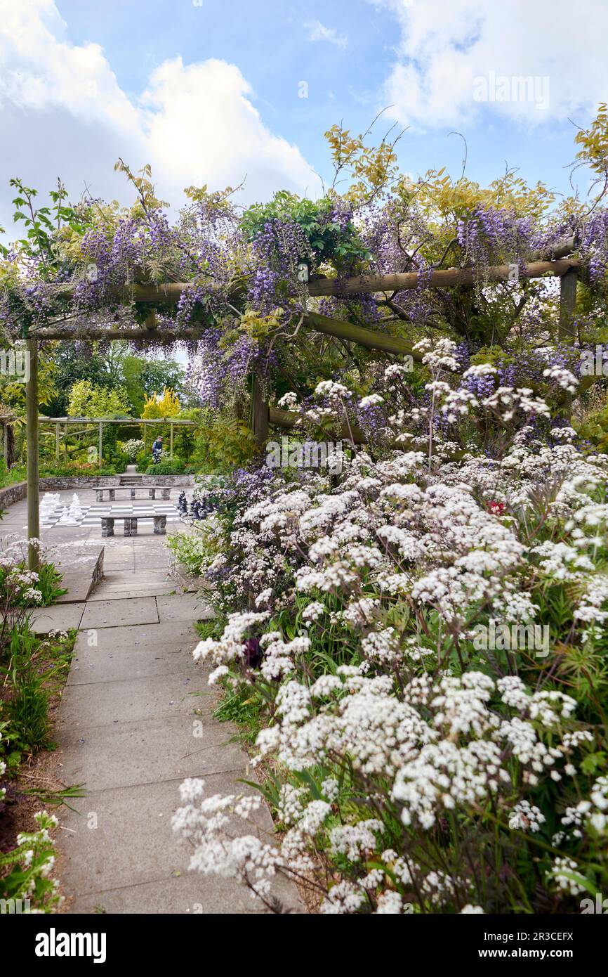 Herbaceous Flower border in an English Elizabethan walled garden Stock ...