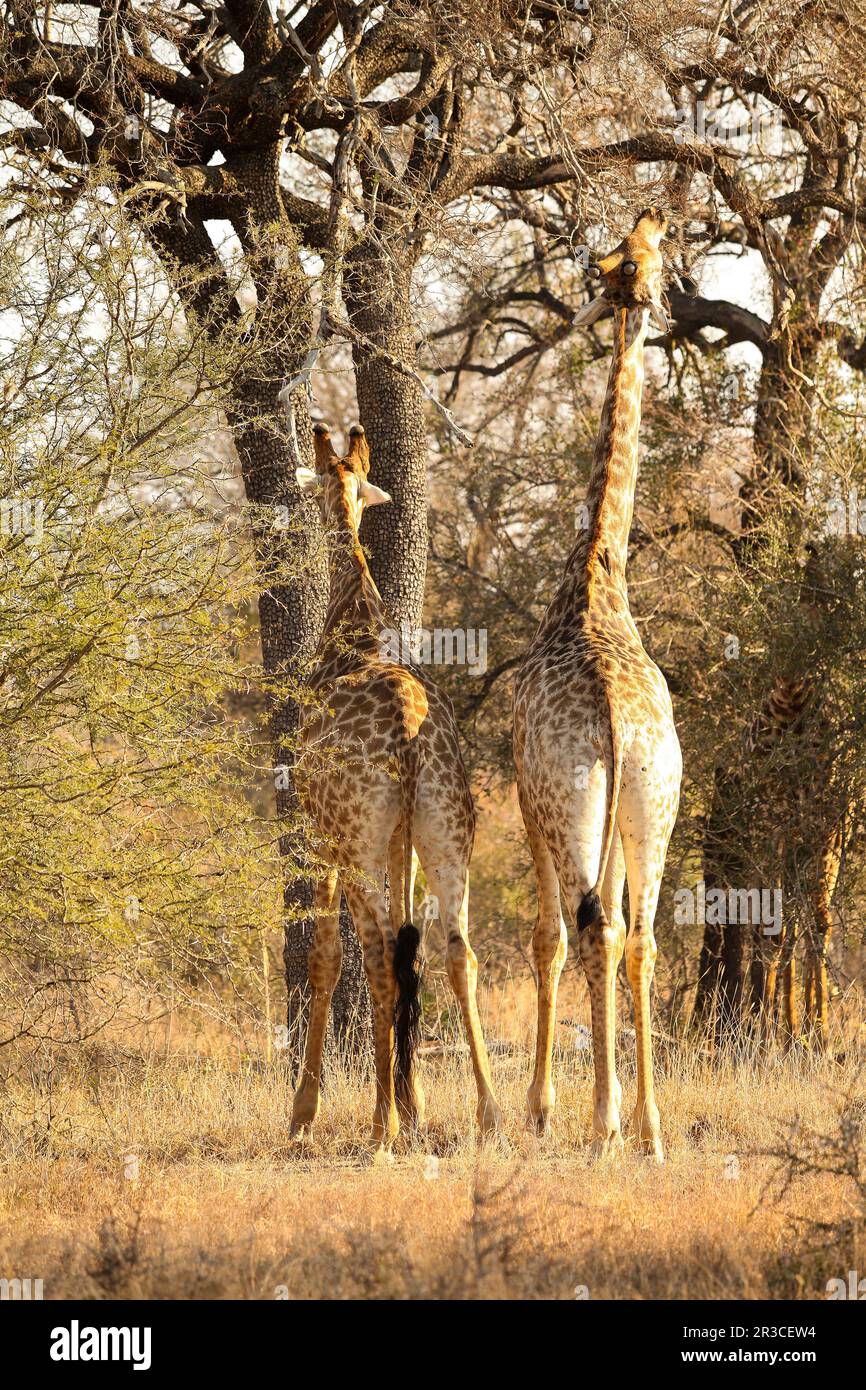 African Giraffe in a South African wildlife reserve Stock Photo