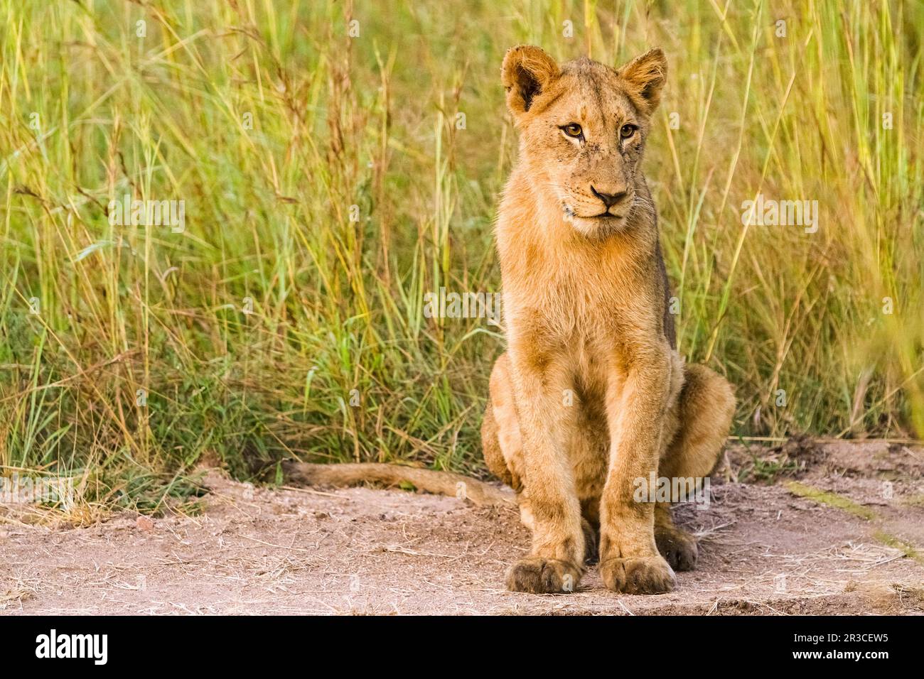 African Lion cub on a dirt road in a South African Game Reserve Stock Photo