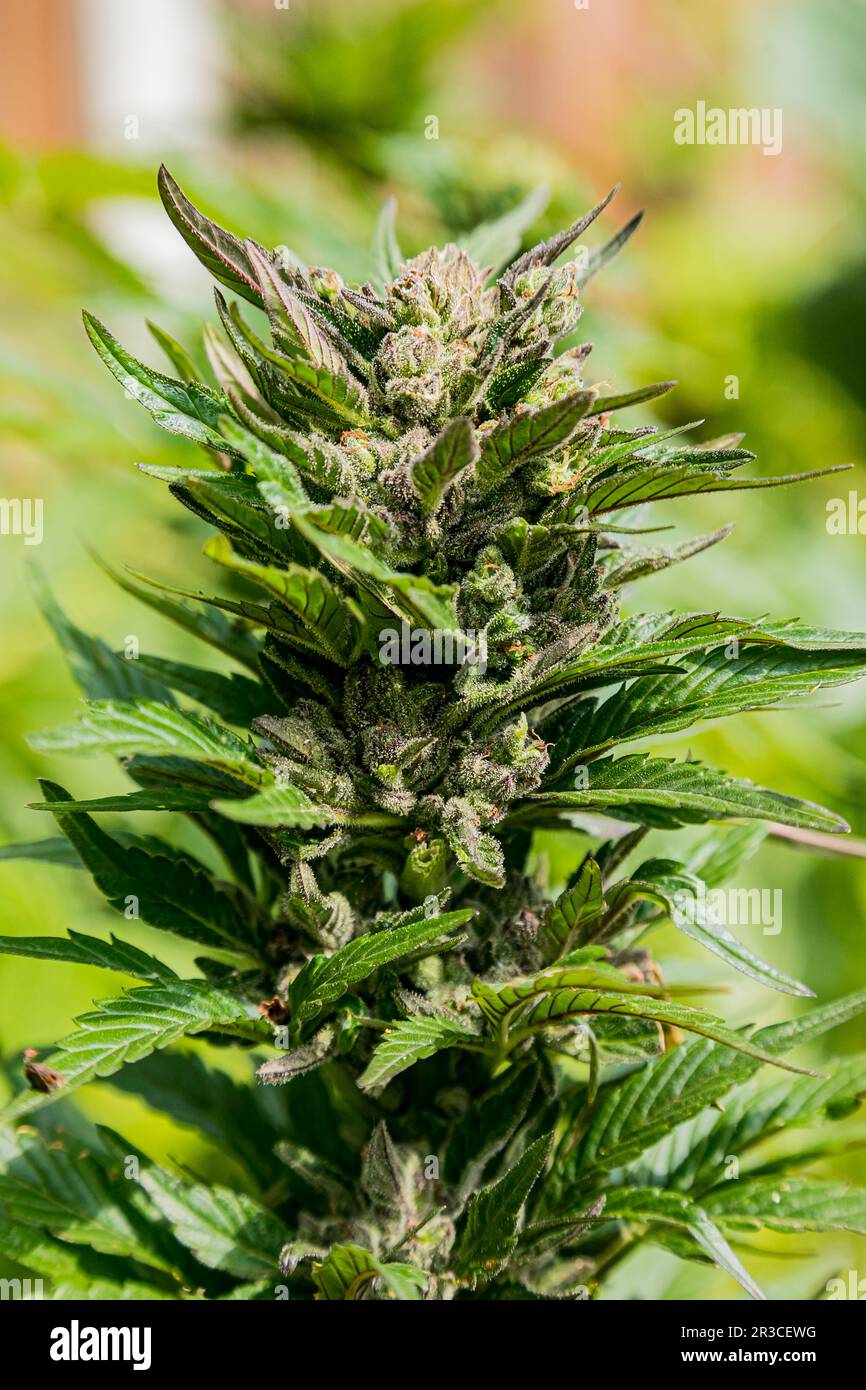 Home Grown Medical Marijuana Cannabis plant growing outdoors Stock Photo
