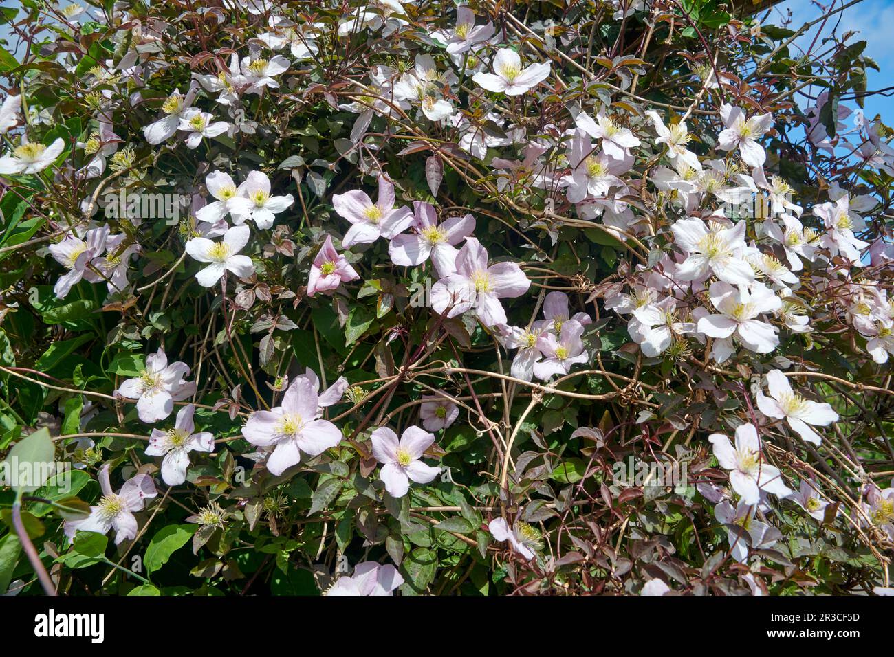 Clematis Montana or Himalayan Clematis flowering during the summer months growing in full sun. Stock Photo
