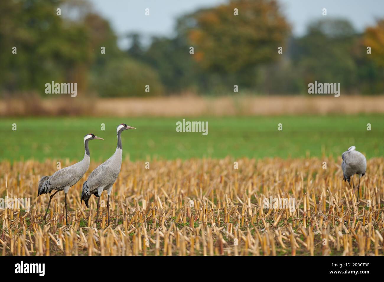 Common crane in a German bog Stock Photo