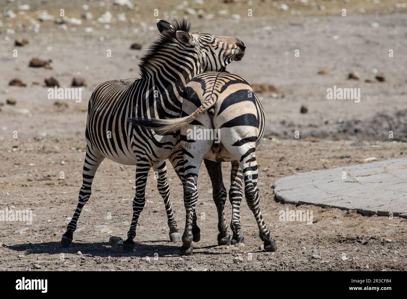Two Hartmann's mountain zebra engaged in  sideways shoving contest. Stock Photo